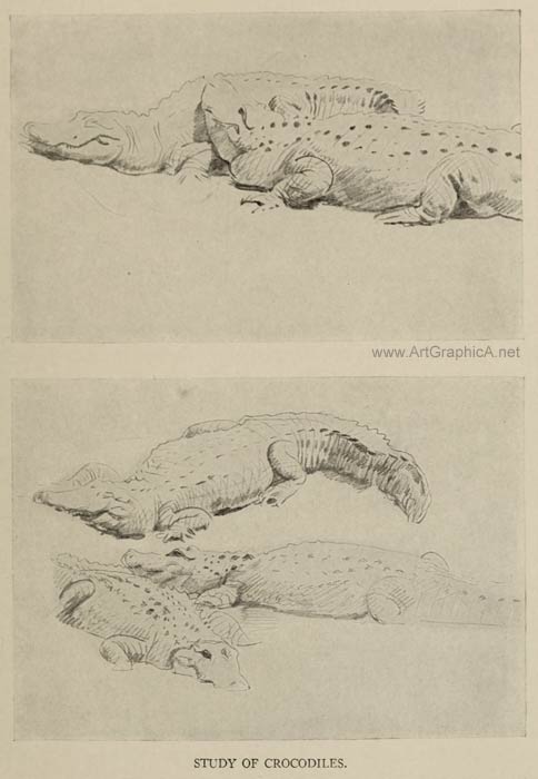 study of crocodiles, john sargent drawing