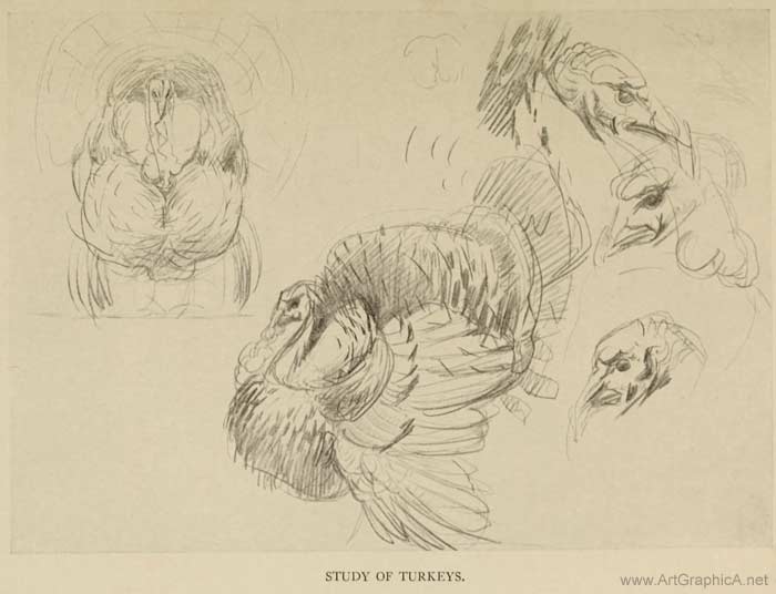 study of turkeys, drawing, john singer sargent