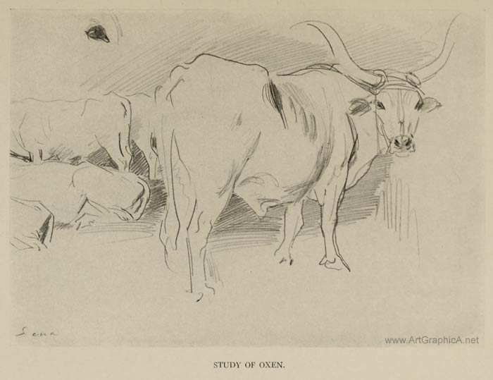study of oxen, sargent