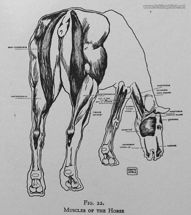 rear of a horse, horse muslces