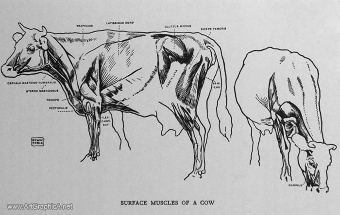 surface muscles of a cow