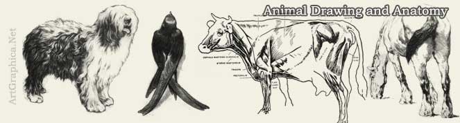 animal drawing and anatomy