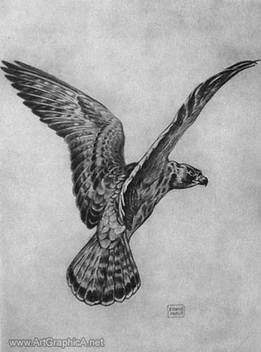 drawing birds, bird anatomy
