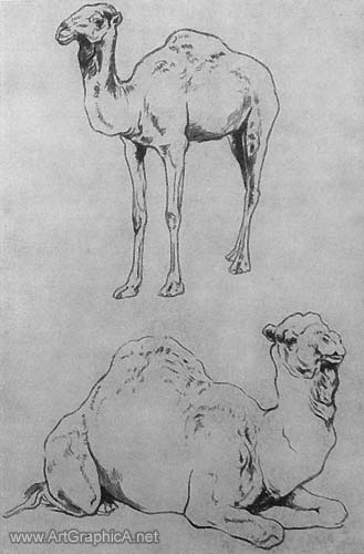 camel studies, drawing