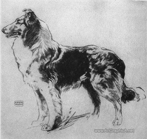 coat of a collie dog, art book, dog anatomy