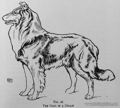 collie dog drawing