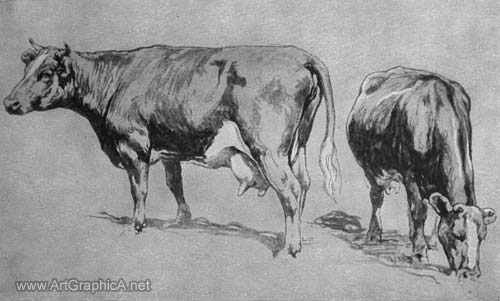 how to draw cows