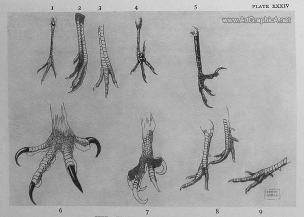 feet of birds, how to draw birds