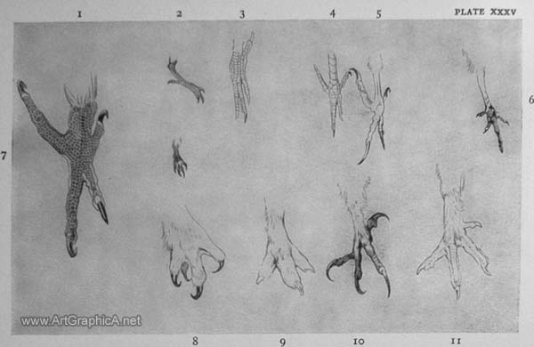 feet of birds, learn to draw birds