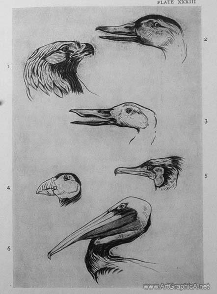 beaks of birds