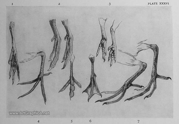 bird feet drawing