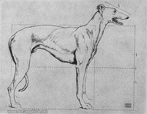 skeleton of a greyhound, greyhound anatomy