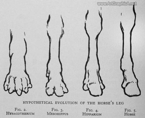 drawing horse feet