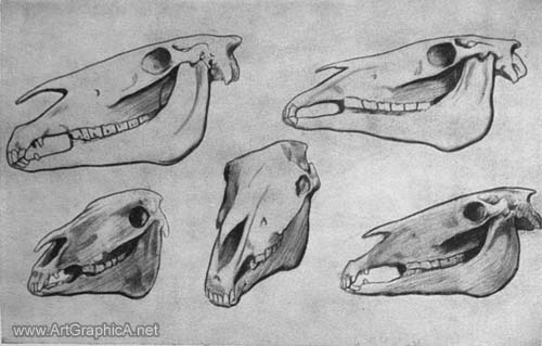 horse skulls, horse anatomy