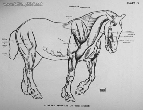surface muscle of the horse horses