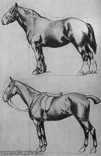 horse anatomy front view