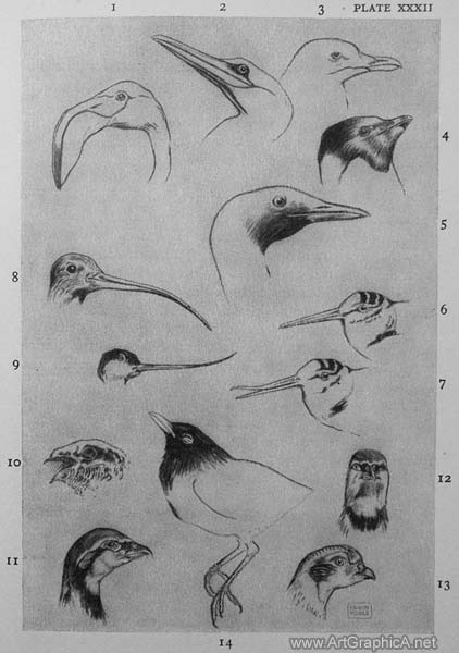 beak anatomy, draw a bird