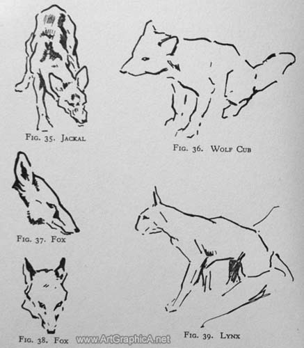 drawing wild animals