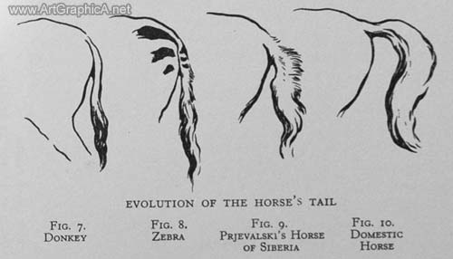 evolution of horse's tail