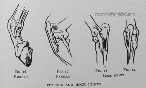 drawing horse hoofs, joints on horses leg