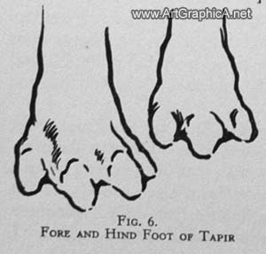 drawing horses' feet