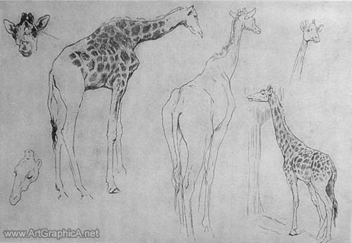 giraffe sketches