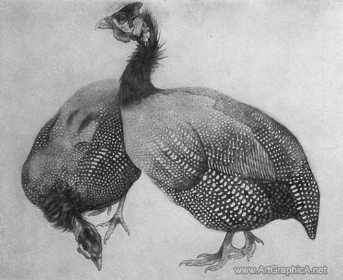 study of guinea fowl