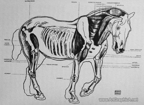 skeleton of a horse, horse anatomy