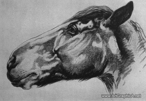 study of a horse's head