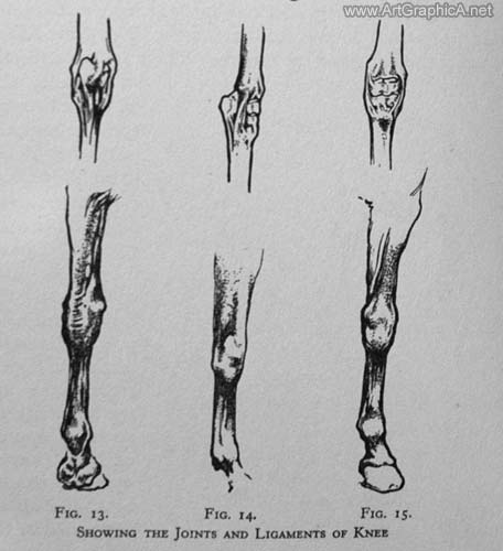 ligaments of horse, horse joints