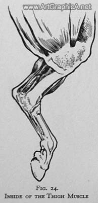 horse leg muscle, drawing, art