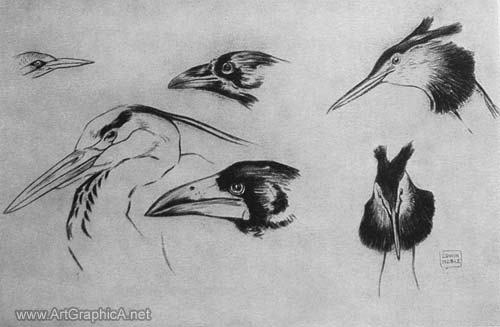 beaks, dagger types, drawing birds