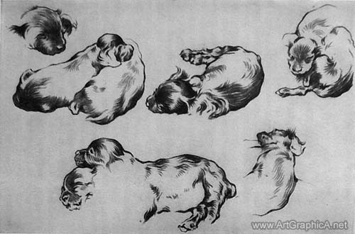 500px x 330px - How to Draw a Dogs