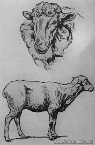 drawing sheep