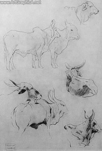 indian cattle sketches