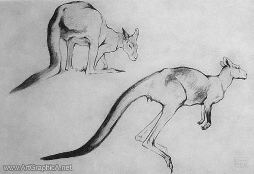 kangaroo drawing