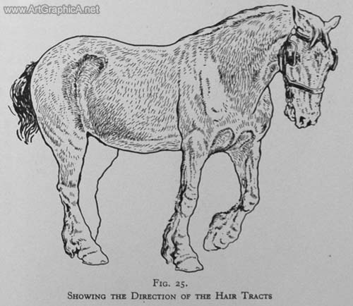 learn to draw horses