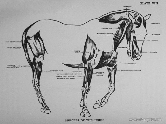 draw horses, horse art and anatomy, horse anatomy lesson