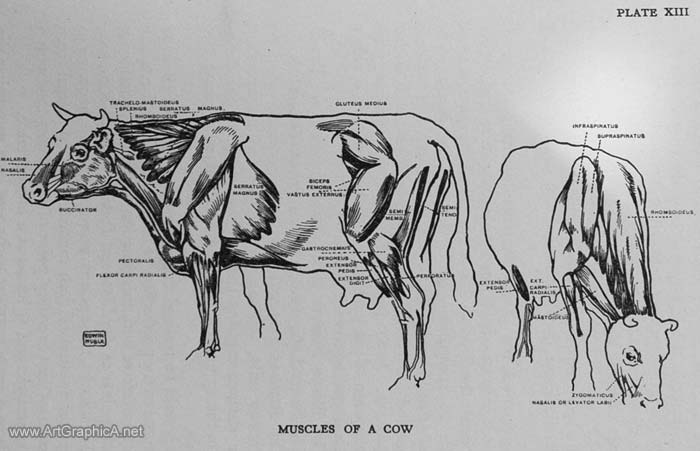 muscles of a cow, cow anatomy