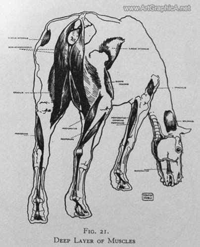 learn how to draw horses
