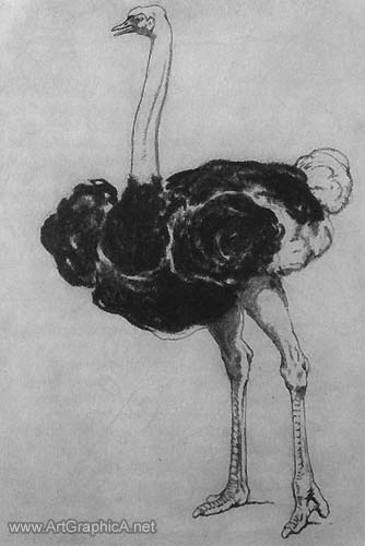 ostrich