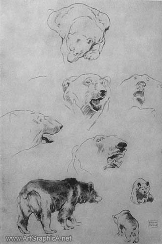 bear drawing