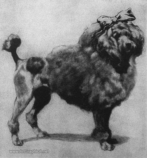 poodle drawing, pencil art