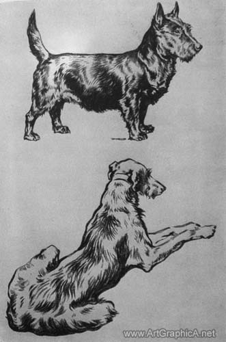 scottish terrier, deerhound, dog art, dog pencil drawings