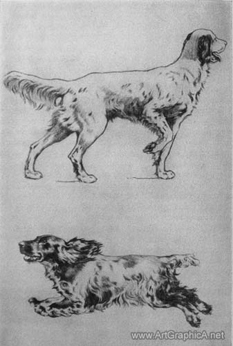 setter, spaniel, drawing dogs