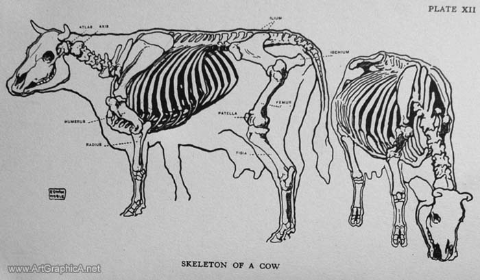 skeleton of a cow, anatomy