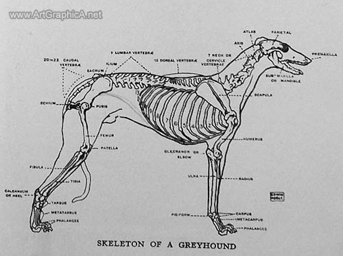 drawing greyhounds, greyhound anatomy