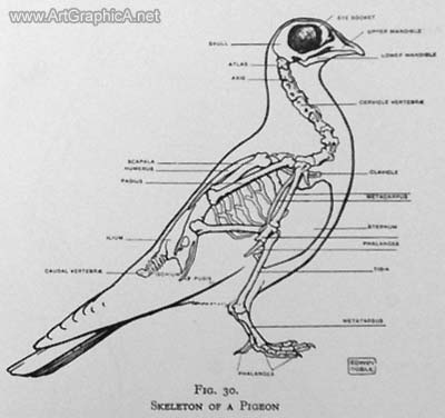 skeleton of a pigeon