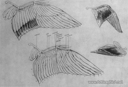 skeleton of a wild duck in flight