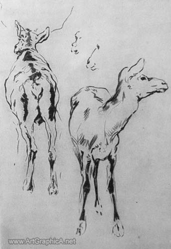 drawing of wapiti